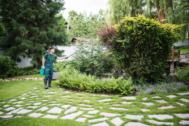 Best Lawn Drainage Solutions  in Tucumcari, NM