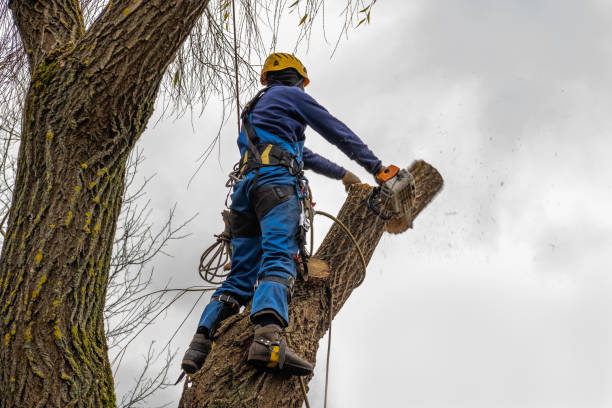 Best Tree Mulching  in Tucumcari, NM